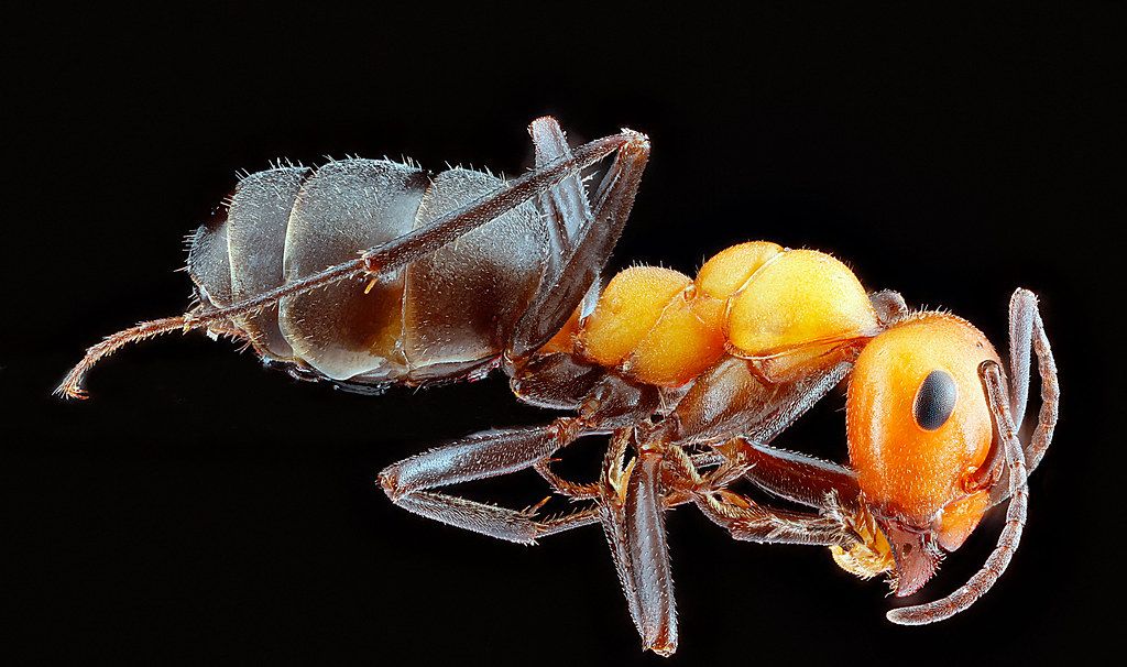 Ant Control service in Shoreline, WA