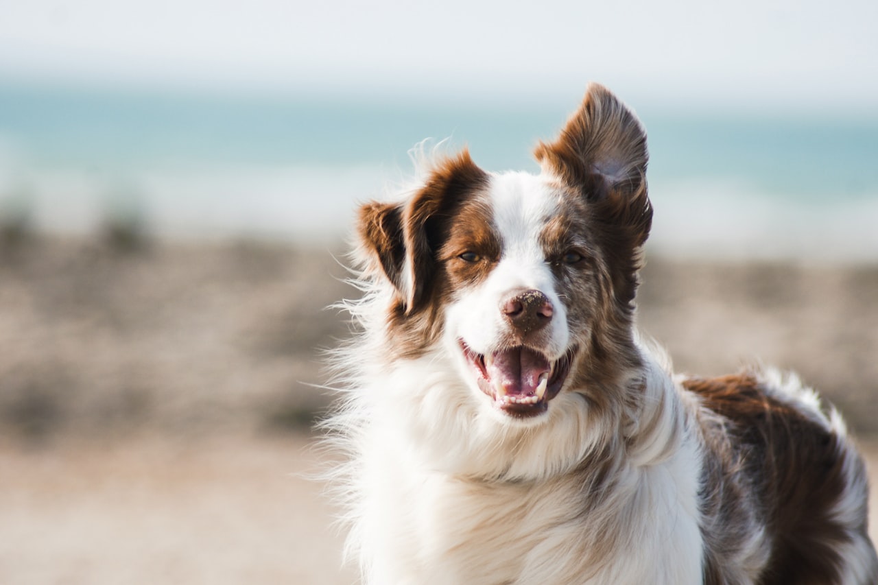Flea & Tick Control service in Shoreline, WA