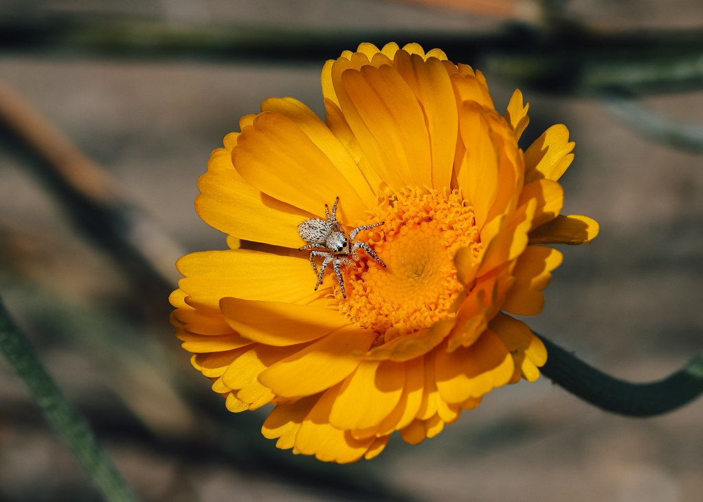 Spider Control service in Shoreline, WA